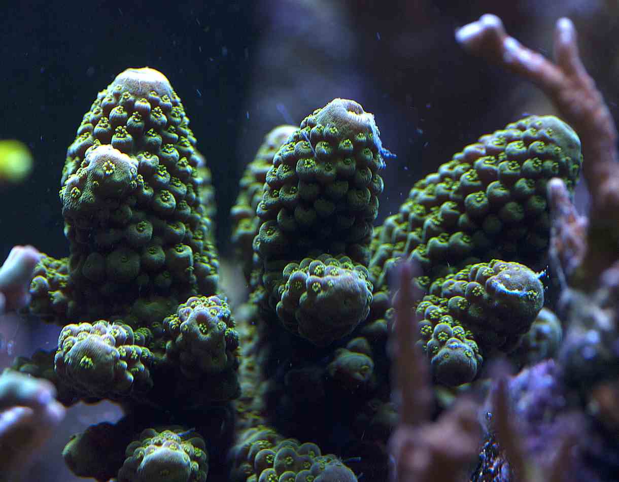 SPS Corals ME Coral